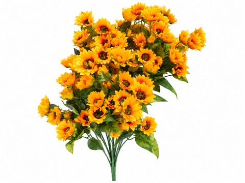 PN AF SUNFLOWER 0412