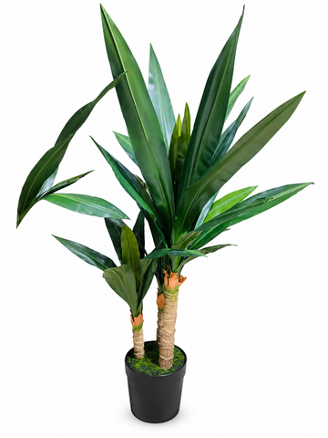 PN AP DRACAENA 0717